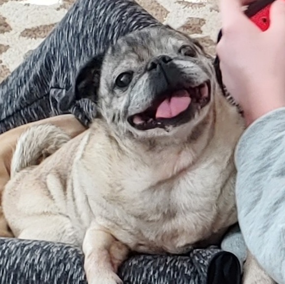 Meet your Posher, Abby - Picture 6 of 7